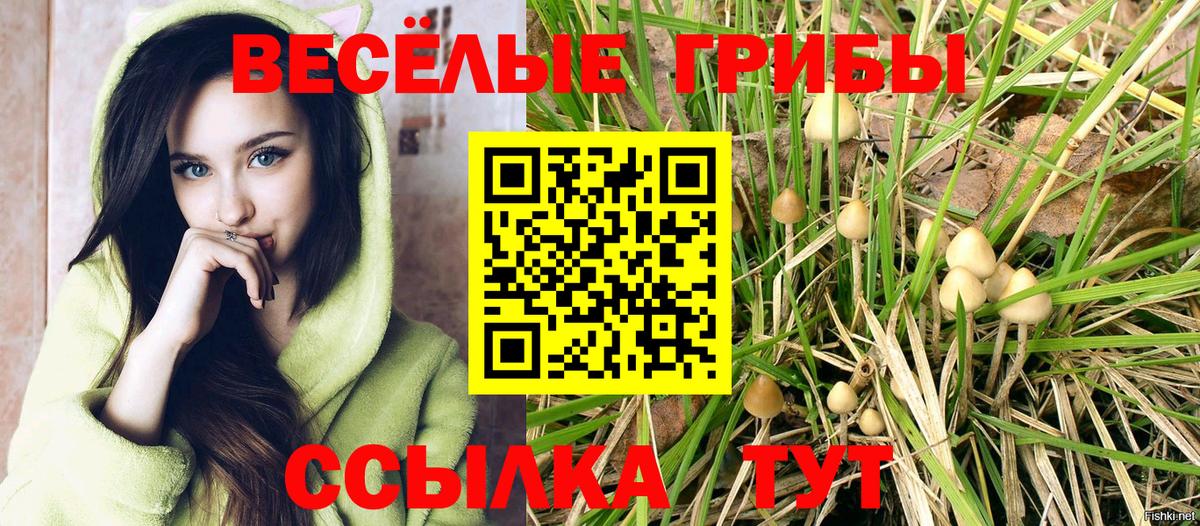 Галлюциногенные грибы Psilocybe Протвино