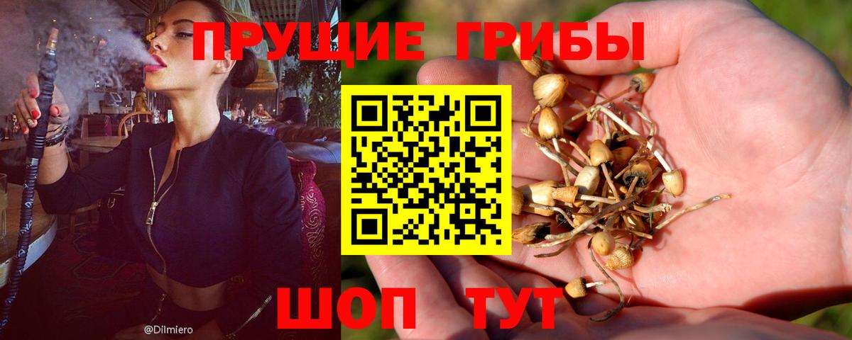 Протвино  Псилоцибиновые грибы Psilocybe  Вход с VPN 